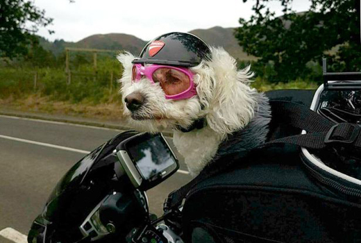 dog 2